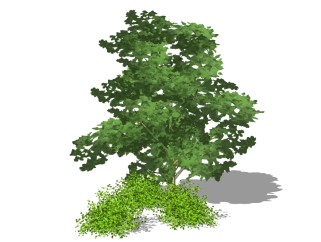 金钱榕景观树免费su模型下载、景观树草图大师模型下载