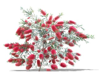 红千层绿植sketchup模型，现代观花植物skp文件下载