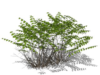 小叶女贞sketchup模型，灌木景观植物skp文件下载