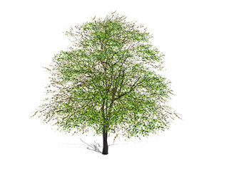 橡树乔木草图大师模型，景观绿植sketchup素材下载