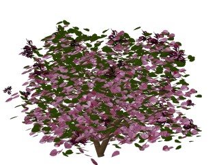 红花继木绿植sketchup模型，室内观叶植物skp文件下载