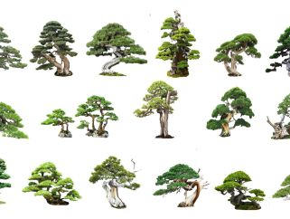 中式罗汉松 罗汉松组合 植物 禅意树