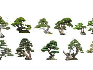 中式罗汉松 罗汉松组合 植物 禅意树