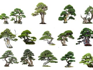 2D中式罗汉松 罗汉松组合 植物 禅意树